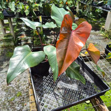 Load image into Gallery viewer, Philodendron Pink Princess Variegated exact plant, Fedex 2day*
