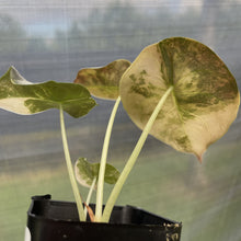 Load image into Gallery viewer, Alocasia Cuprea Golden Latte Variegated exact plant, Fedex 2day*
