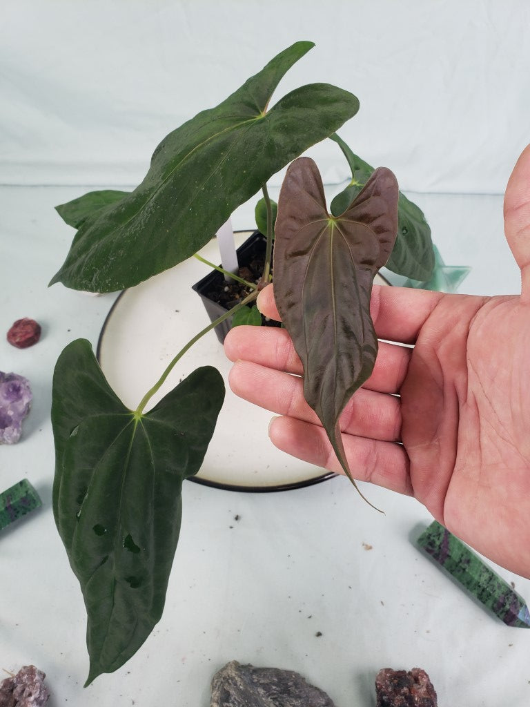 Papillilaminum Ralph Lyman x Fort Sherman, exact plant, Anthurium