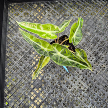 Load image into Gallery viewer, Alocasia Bambino, Exact Plant Variegated Ships Nationwide

