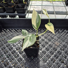 Load image into Gallery viewer, Scindapsus Blue Albo Variegated exact plant, Fedex 2day*
