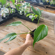 Load image into Gallery viewer, Monstera Burle Marx Flame, Exact Plant Ships Nationwide
