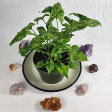 Load image into Gallery viewer, Syngonium Mojito Variegated 6&quot; pot, ships nationwide
