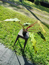 Load image into Gallery viewer, Philodendron Orange Marmalade, Exact Plant Ships Nationwide
