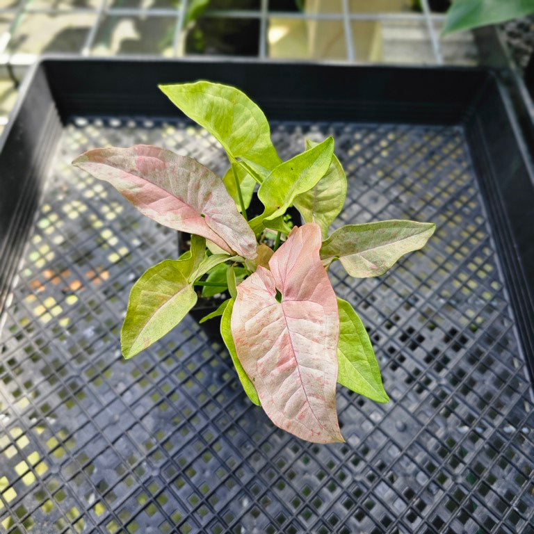 Syngonium Pink Splash, Exact Plant Variegated Double plant