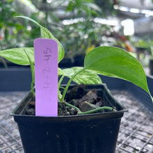 Load image into Gallery viewer, Philodendron Hederaceum, Heart Leaf, Exact Plant Variegated Ships Nationwide
