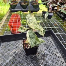 Load image into Gallery viewer, Scindapsus Peasun Variegated 4" pot, Fedex 2day*
