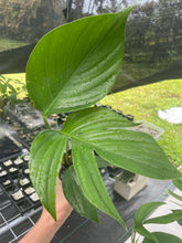 Load image into Gallery viewer, Rhaphidophora Decursiva 4" pot, ships nationwide
