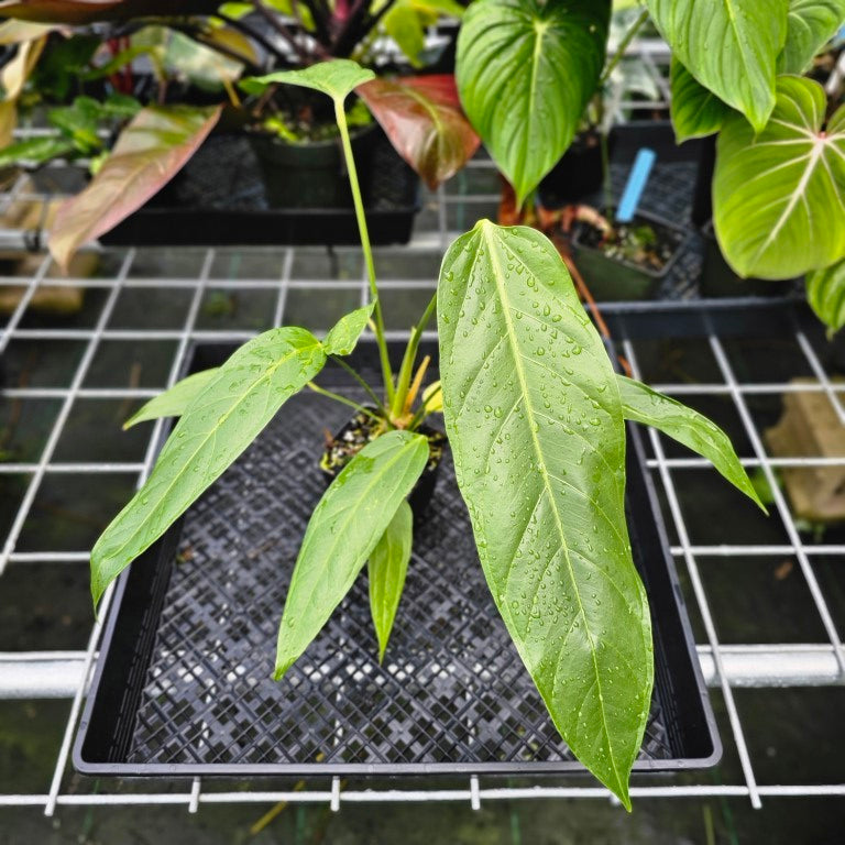 Anthurium Spectabile, Exact Plant