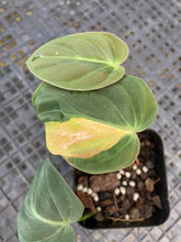 Load image into Gallery viewer, Philodendron Hederaceum Micans Aurea, Exact Plant Variegated Ships Nationwide
