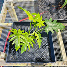 Load image into Gallery viewer, Philodendron Radiatum, Exact Plant Variegated Ships Nationwide
