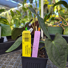 Load image into Gallery viewer, Anthurium Ace Of Spades X Papillilaminum, Exact Plant Ships Nationwide
