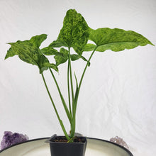 Load image into Gallery viewer, Syngonium Mojito, Exact Plant Variegated Ships Nationwide
