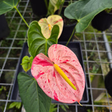 Load image into Gallery viewer, Anthurium Shibori, Exact Plant Variegated
