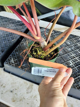 Load image into Gallery viewer, Philodendron Orange Marmalade, Exact Plant Ships Nationwide
