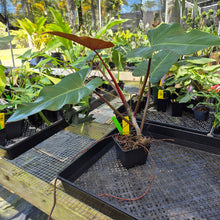 Load image into Gallery viewer, Philodendron Dark Lord, Exact Plant Ships Nationwide
