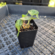 Load image into Gallery viewer, alocasia polly aurea variegated, Exact Plant Ships Nationwide.
