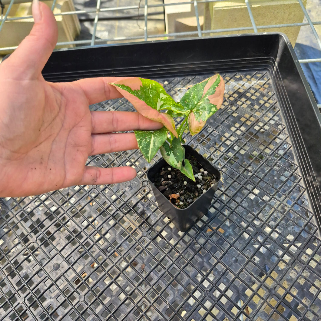 Syngonium Red Spot Tricolor, Exact Plant Variegated Ships Nationwide