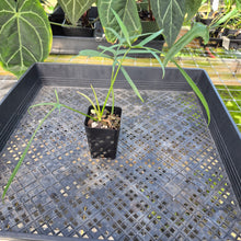 Load image into Gallery viewer, Philodendron Polypodoides, Exact Plant Ships Nationwide
