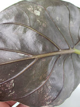 Load image into Gallery viewer, Wentii, Exact Plant, variegated Alocasia
