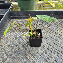 Load image into Gallery viewer, Philodendron Hederaceum Micans Aurea, Exact Plant Variegated Ships Nationwide
