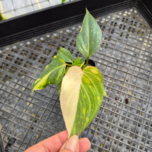 Load image into Gallery viewer, Philodendron Gloriosum, Dark Form, Exact Plant Ships Nationwide
