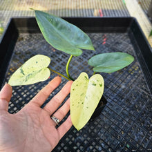 Load image into Gallery viewer, Philodendron Ilsemanii, Exact Plant Variegated 2.5&quot; Ships Nationwide
