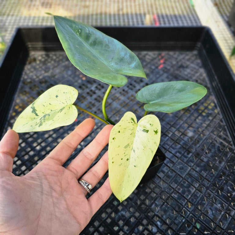 Philodendron Ilsemanii, Exact Plant Variegated 2.5