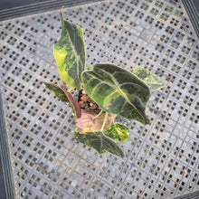 Load image into Gallery viewer, Alocasia Sedenii Aurea Variegated, Exact Plant Ships Nationwide
