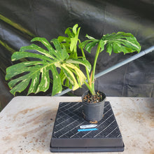 Load image into Gallery viewer, Monstera Thai Constellation, Exact Plant Variegated Ships Nationwide
