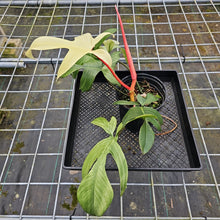 Load image into Gallery viewer, Philodendron Florida Ghost, Large, Exact Plant
