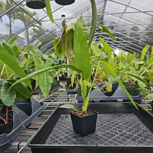 Load image into Gallery viewer, Anthurium Spectabile, Exact Plant Ships Nationwide
