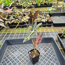 Load image into Gallery viewer, Alocasia Sanderiana Nobilis Aurea Variegated exact plant, Fedex 2day*
