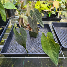 Load image into Gallery viewer, Anthurium Ace Of Spades X Papillilaminum, Exact Plant 5 top plant
