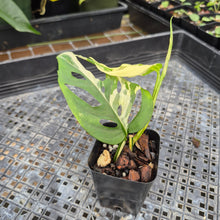 Load image into Gallery viewer, Monstera Adansonii Laniata Albo, Exact Plant Variegated Ships Nationwide

