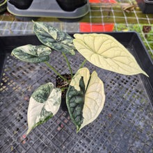 Load image into Gallery viewer, Alocasia dragon scale albo Exact Plant Ships Nationwide
