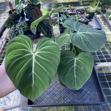 Load image into Gallery viewer, Philodendron Gloriosum, Pink Veined Back, Exact Plant Large Multi pot
