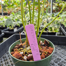 Load image into Gallery viewer, Anthurium Speckled Butterfly Shibori AFF Variegated exact plant, Fedex 2day*
