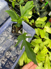 Load image into Gallery viewer, Philodendron Florida Beauty x Tortum green 2.5" pot, Fedex 2day*

