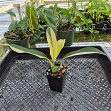 Load image into Gallery viewer, Philodendron Wend Imbe, Exact Plant Variegated Ships Nationwide
