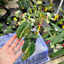 Load image into Gallery viewer, Philodendron Hederaceum Micans Aurea, Exact Plant Variegated Ships Nationwide
