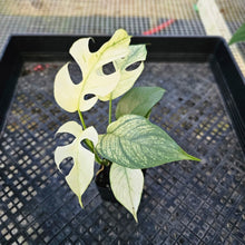 Load image into Gallery viewer, Rhaphidophora Tetrasperma White Monster, Exact Plant Variegated 2.5&quot; Ships Nationwide
