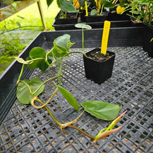 Load image into Gallery viewer, Philodendron Hederaceum, Heart Leaf, Exact Plant Variegated Ships Nationwide
