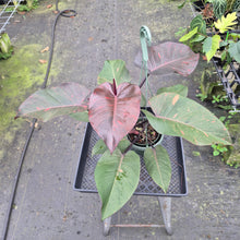 Load image into Gallery viewer, Philodendron Orange Princess Variegated exact plant, Fedex 2day*
