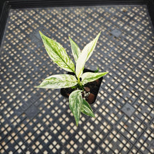 Load image into Gallery viewer, Spathiphyllum Peace Lily City of Angels, Exact Plant Variegated
