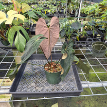 Load image into Gallery viewer, Anthurium Ace Of Spades X Papillilaminum exact plant, Fedex 2day*
