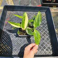 Load image into Gallery viewer, Monstera Standleyana Aurea, Exact Plant Variegated Multi pot of 4+ Ships Nationwide
