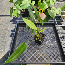 Load image into Gallery viewer, Anthurium Sherzerianum &quot;Pig Tail&quot;, Exact Plant Speckled Ships Nationwide
