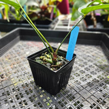 Load image into Gallery viewer, Anthurium Polydactylum, Exact Plant
