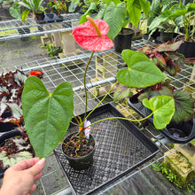 Load image into Gallery viewer, Anthurium Andreaenum Starlight Splash, Exact Plant, speckled
